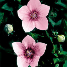 La Flânerie platycodon rose fleurs genève