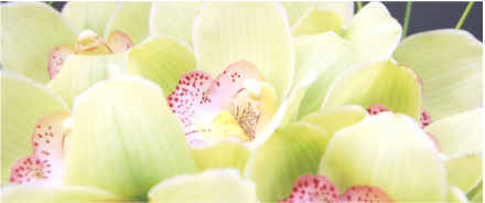 La Flânerie compositions florales orchidées