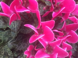 La Flânerie  fleurs genève oeillets
