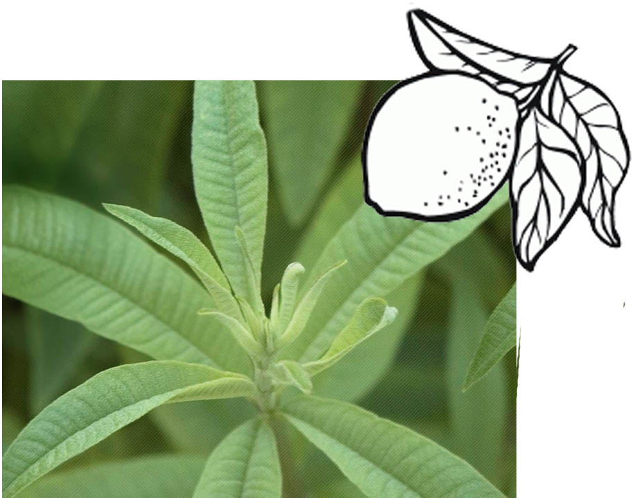 La Flânerie plante aromatique verveine